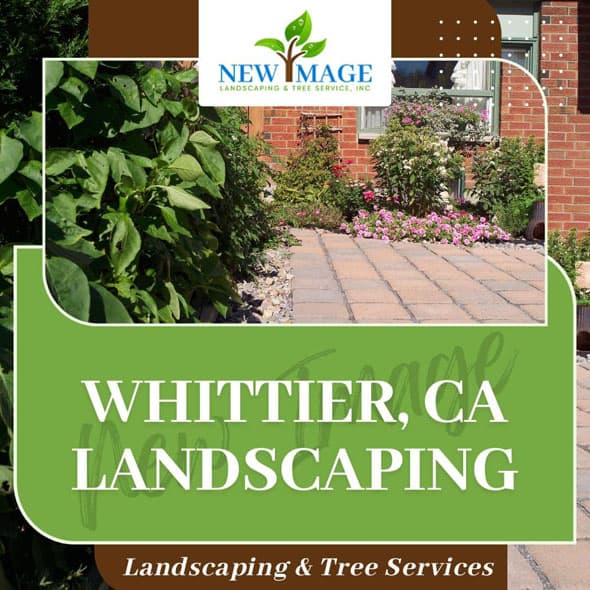 whittier-landscaping-featured